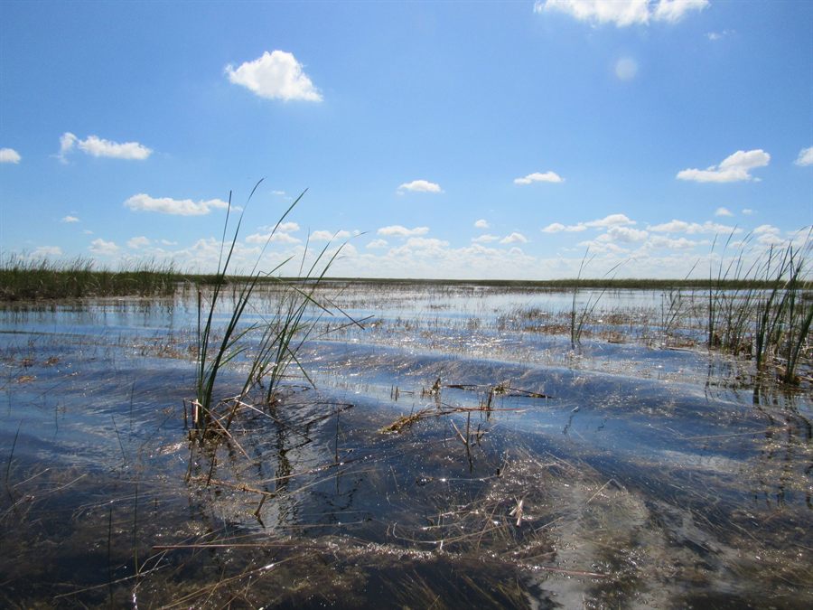 Shallow wetland with reeds and open water under a blue sky