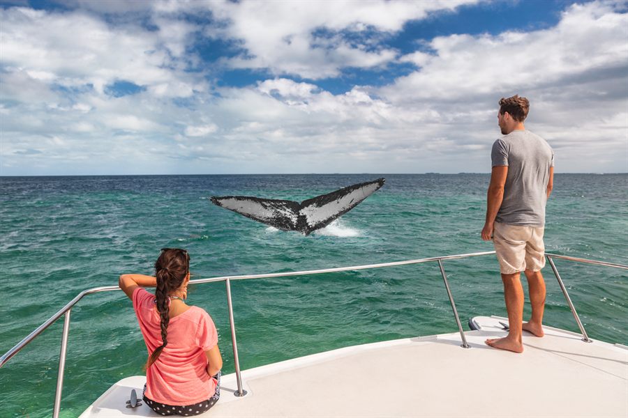Two travelers on a boat bow watching a whale tail lift from the sea