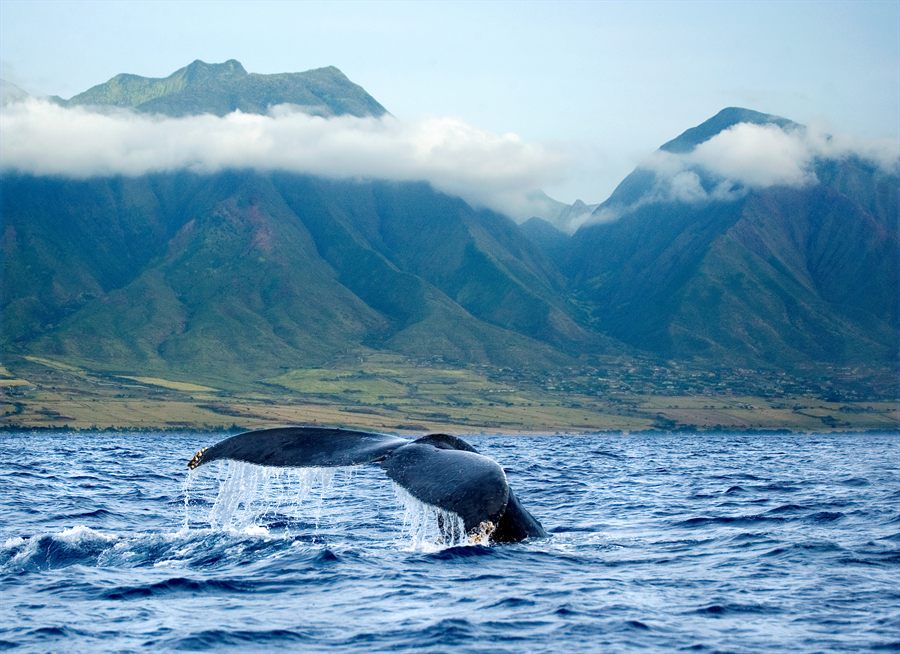 Humpback fluke off Maui