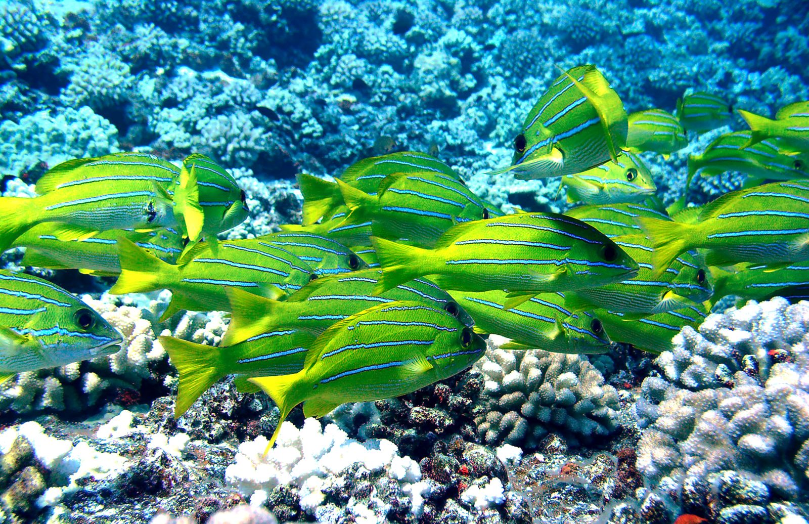 School of yellow-striped fish over a coral reef