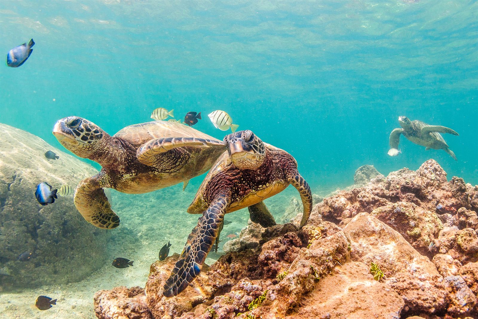 Two sea turtles resting on a reef with small fish swimming past