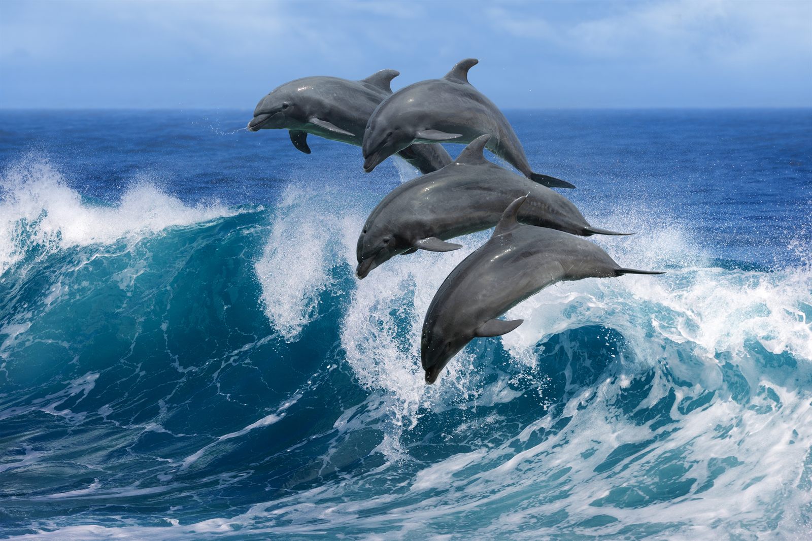 Pod of dolphins leaping together through a breaking ocean wave